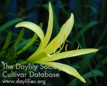 Daylily Citrina